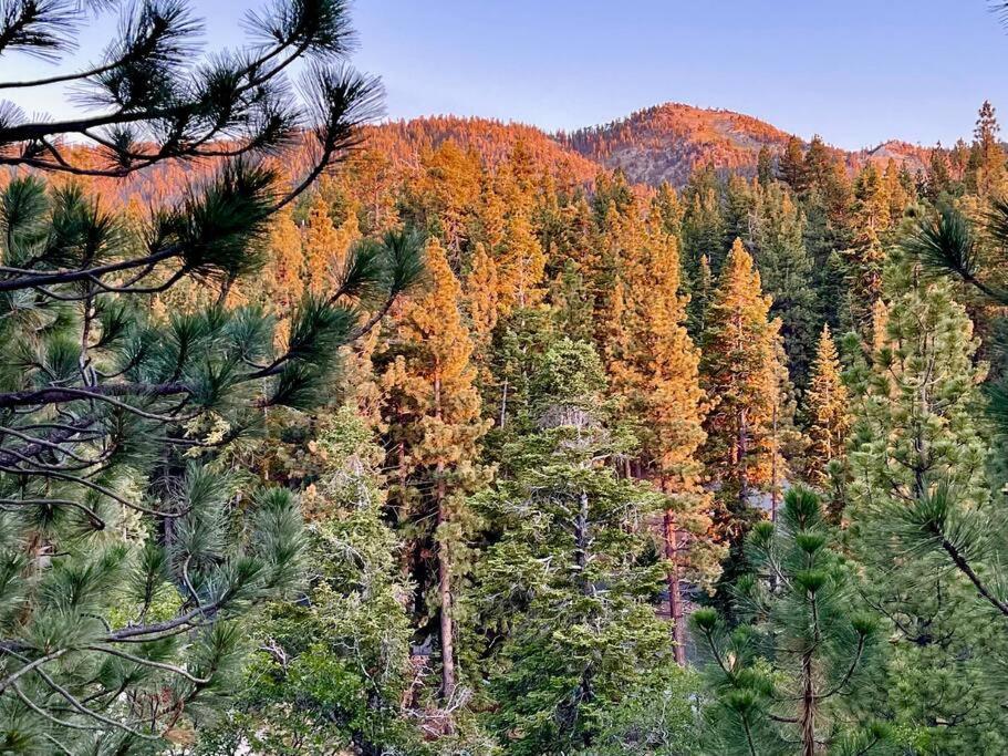 فيلا Luxury Joyful Bear Cabin With View, بيغ بير لاكي، سان بيرناردينو، كاليفورنيا المظهر الخارجي الصورة