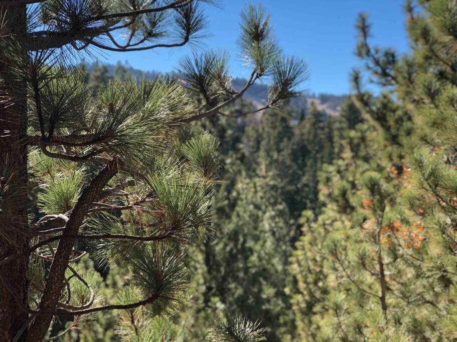 فيلا Luxury Joyful Bear Cabin With View, بيغ بير لاكي، سان بيرناردينو، كاليفورنيا المظهر الخارجي الصورة